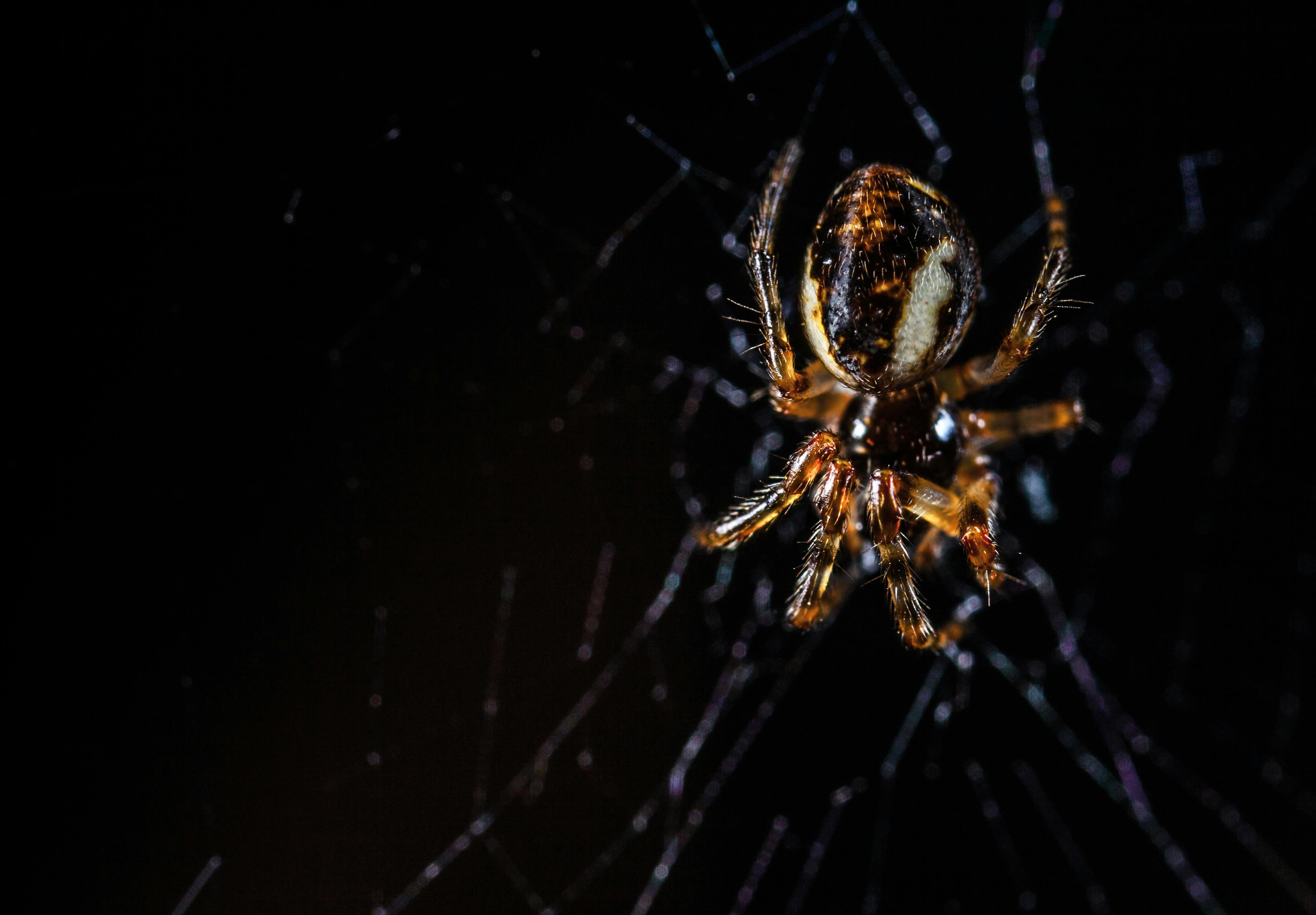 https://images.pexels.com/photos/843148/pexels-photo-843148.jpeg?cs=srgb&dl=animal-arachnid-black-background-843148.jpg&fm=jpg