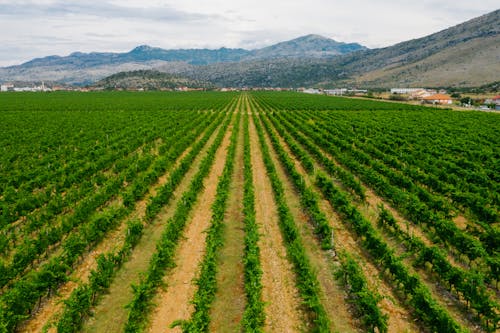 Farmland Near Mountain