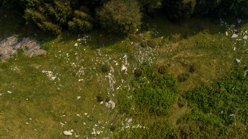 Aerial View of Trees on a Grassy Field