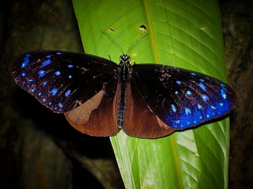Бесплатное стоковое фото с бабочка, голубой