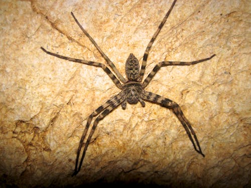 Gratis lagerfoto af edderkop