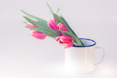 흰색 컵에 핑크 튤립 꽃