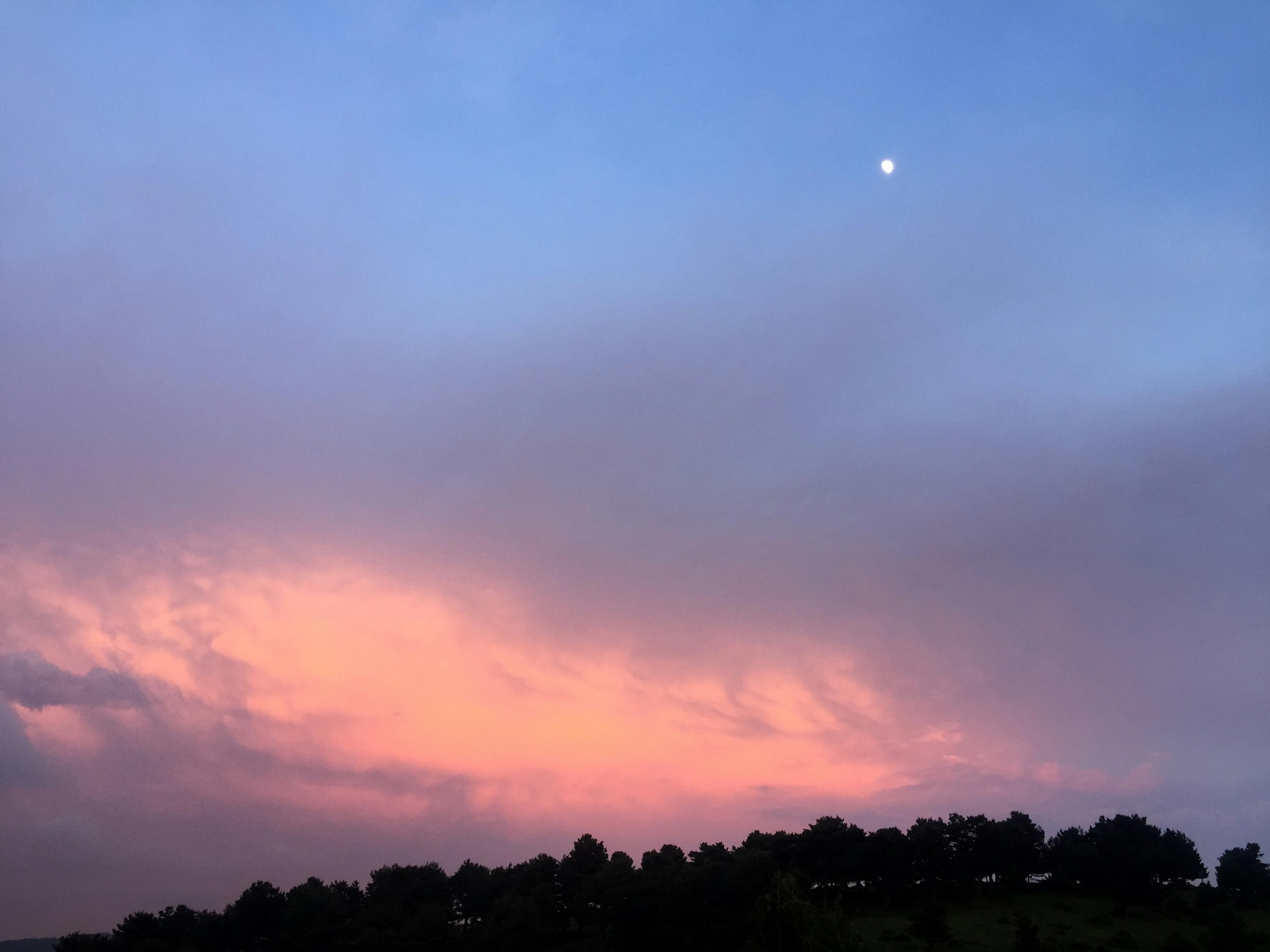 Mud Crab in natural habitat