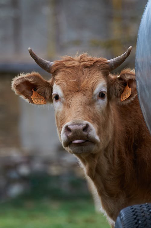 Brown Cow with Ear Tags