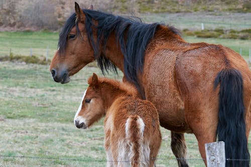 Brown Horse with a Foal