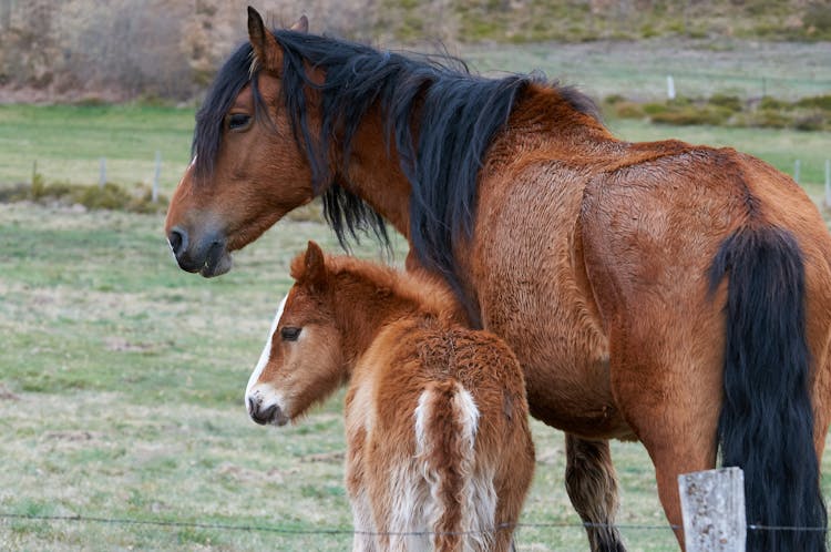 Brown Horse With A Foal