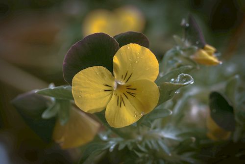 Free Macro shot of a yellow pansy flower with dew droplets, capturing natural beauty and detail. Stock Photo