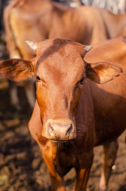 Close-Up Photo of a Brown Cow's Head