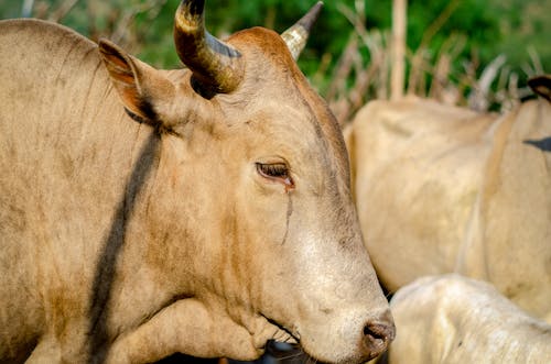 Δωρεάν στοκ φωτογραφιών με αγελάδα, αγρόκτημα, βόδια