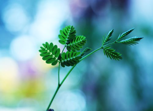 Free Close-up of vibrant green leaves against a softly blurred blue backdrop, highlighting nature's beauty. Stock Photo
