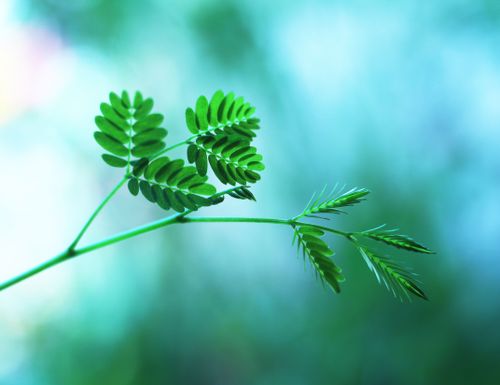Free Vibrant green leaves on a branch with a soft blurred background, showcasing nature's beauty. Stock Photo