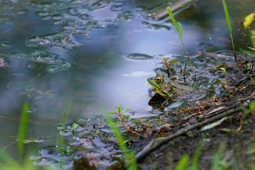 Free Green Frog on the Water Stock Photo