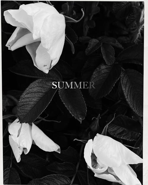 Free Top view of black and white big blossoming flowers and large leaves with Summer inscription placed in center Stock Photo