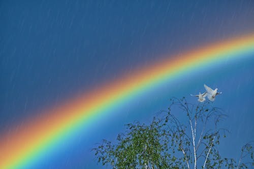 天空, 彩虹, 樹木 的 免费素材图片