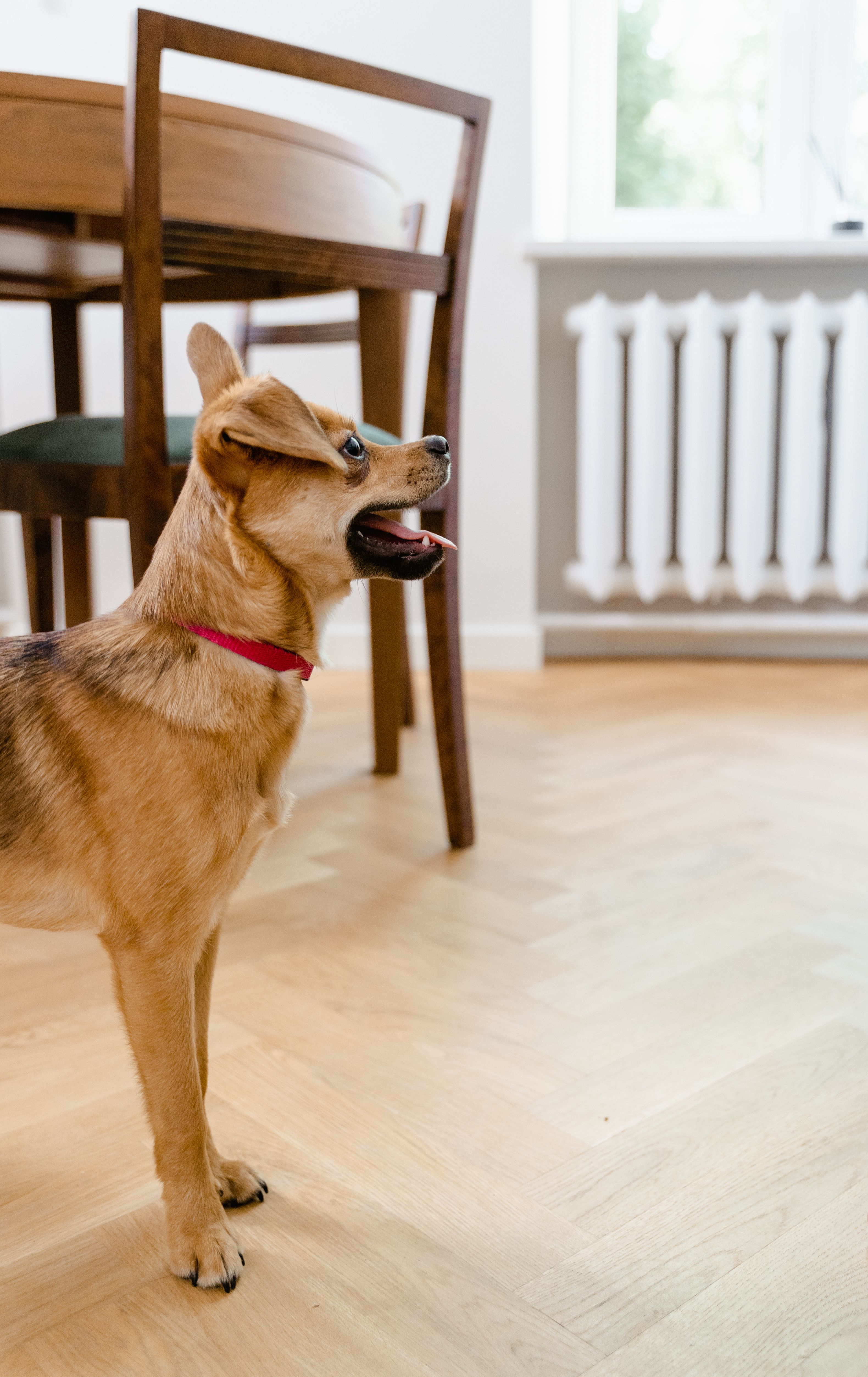 Charming brown puppy with red collar