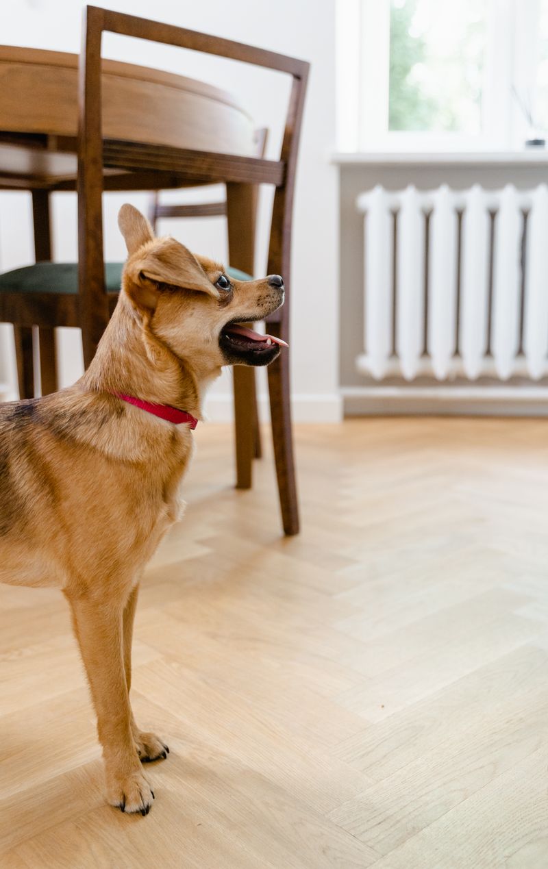 Pet-Safe Pest Control: What to Use and What to Avoid