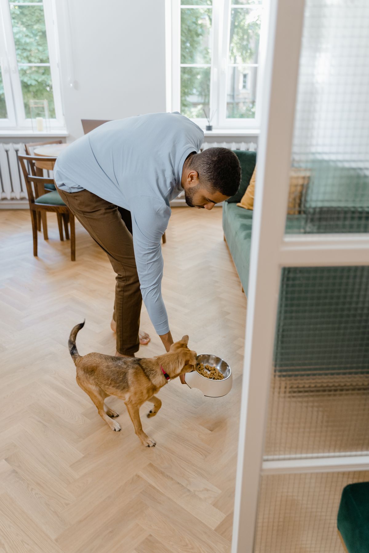 Person caring for and feeding a dog at home