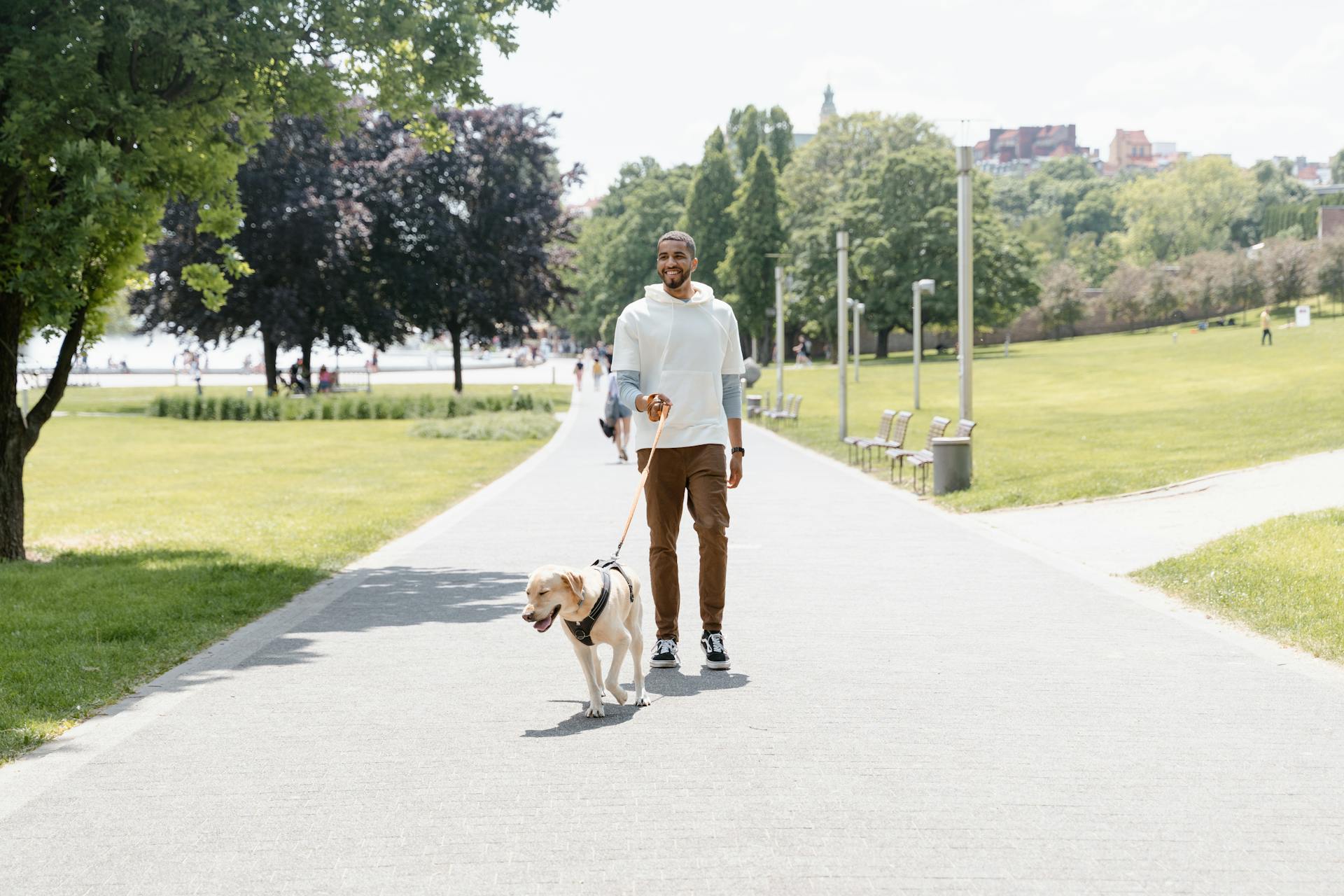 A Man Walking His Dog at the Park