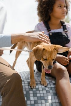 A man gently pets a brown dog sitting on a tile bench next to a child on a sunny day.
