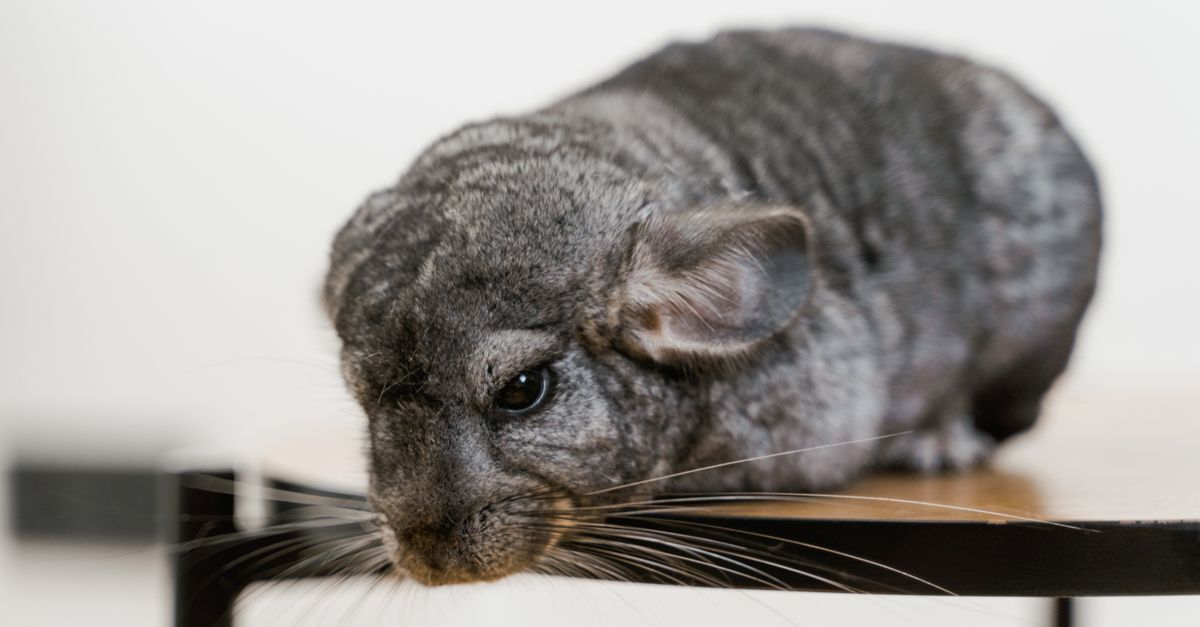 Exotic Pets: What You Need to Know