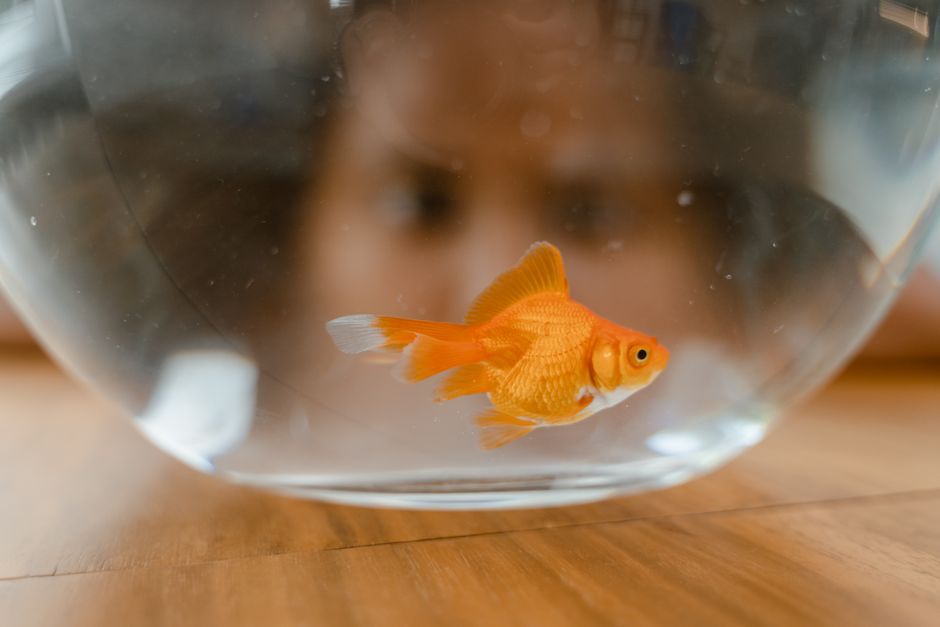 Vivid goldfish swimming in a clear bowl, observed by a child peering closely, indoors daytime scene.