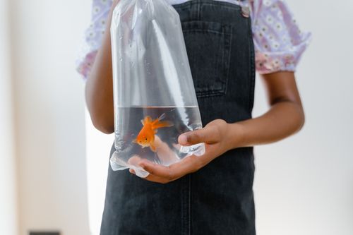 Free A child gently holding a goldfish in a water-filled plastic bag, indoors. Stock Photo