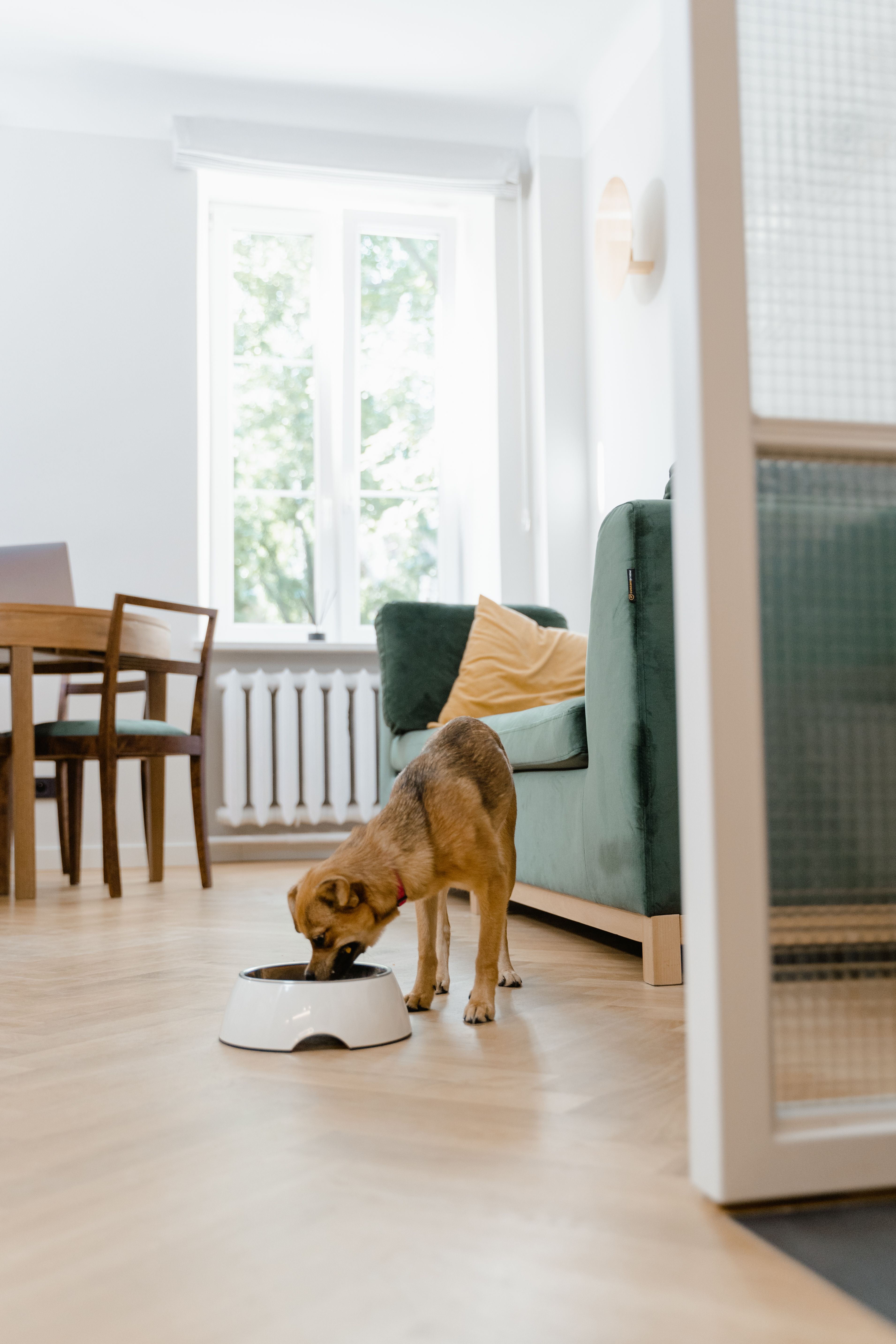 Small terrier dog receiving high-protein meal from owner