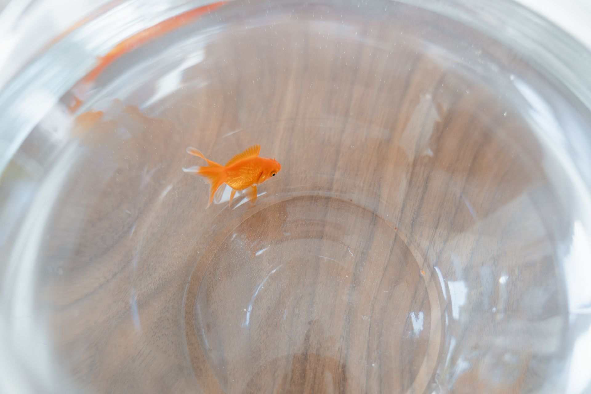 A top-down view of a lone goldfish swimming in a clear glass fishbowl.