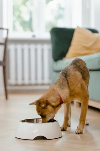 Close-up of a dog eating fast — rapid food consumption causes choking, bloating, and GDV risk