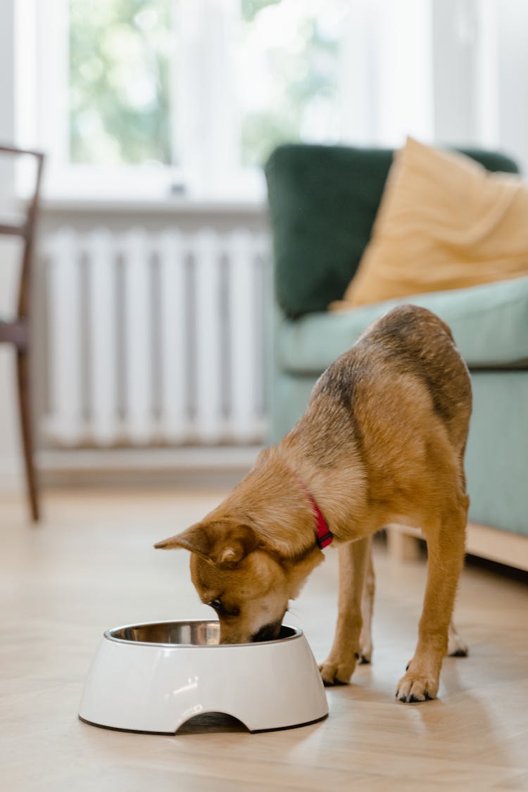 Close-Up Shot Of A Dog Eating 