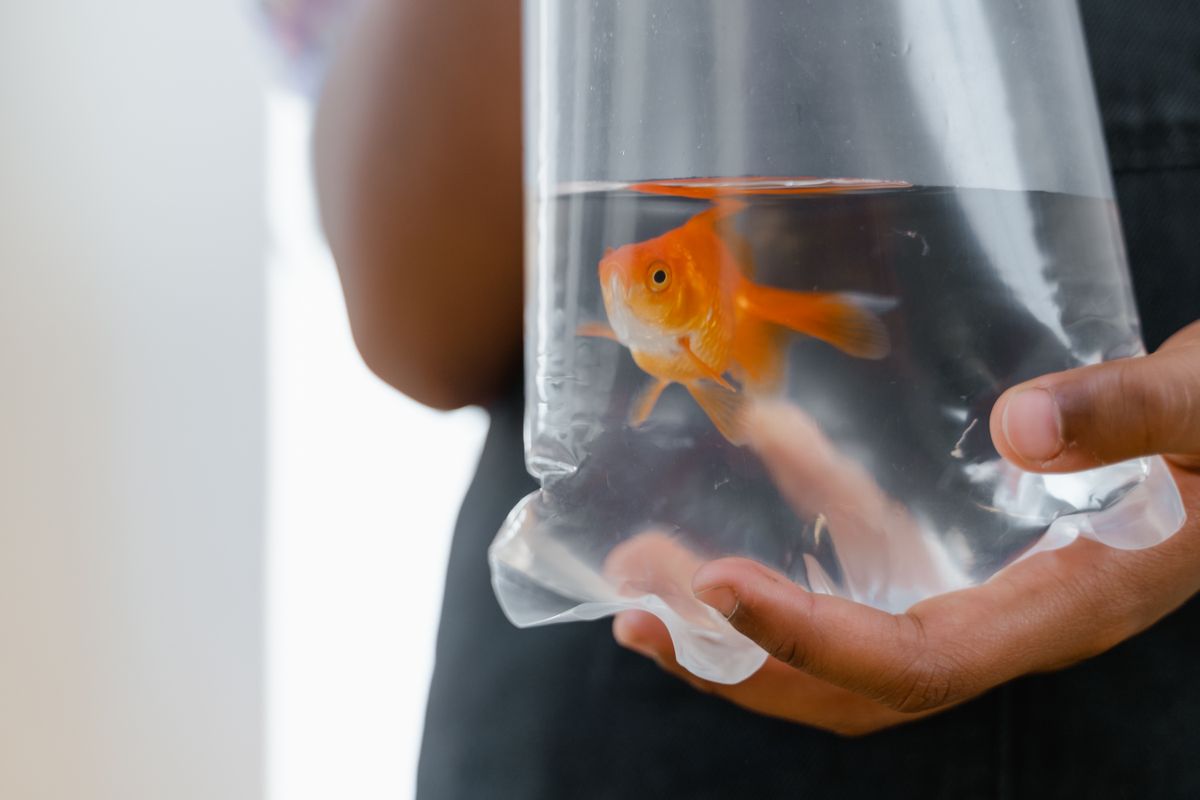 Goldfish in a clear plastic bag of tank water, ready to transport fish when moving