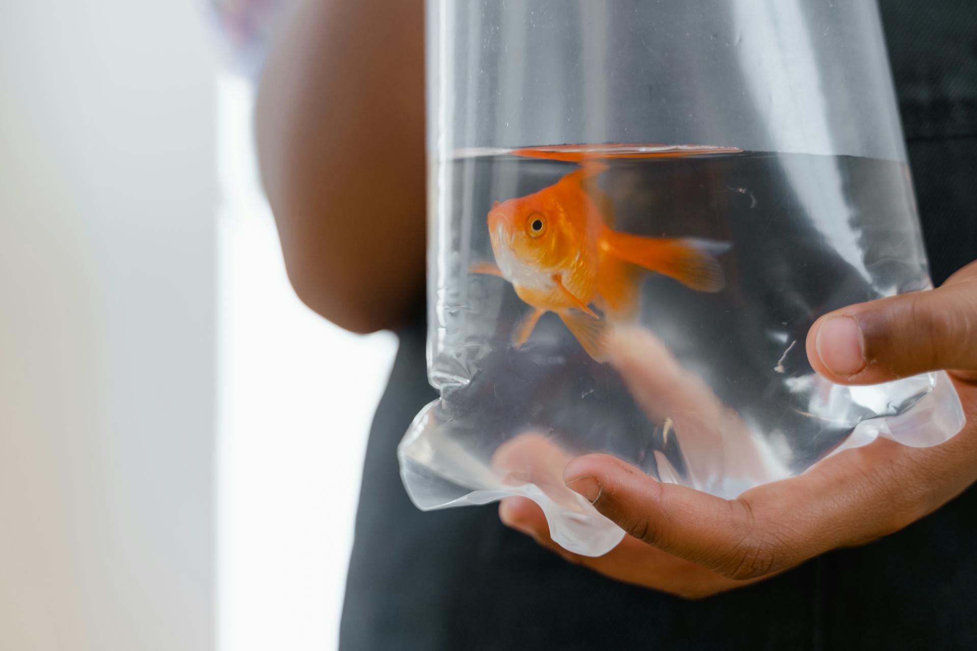 Goldfish in Plastic Bag