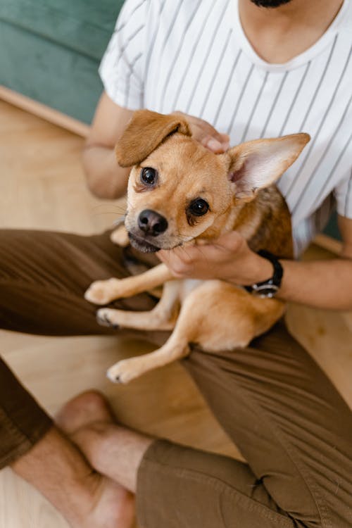 Brown Chihuahua on Man's Lap