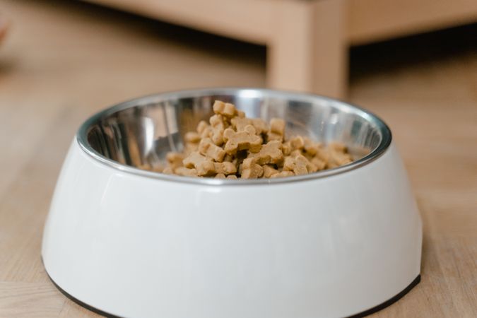 여름철 반려동물 사료·수분 관리 가이드 — 산패 막는 보관법과 하루 수분량 계산까지