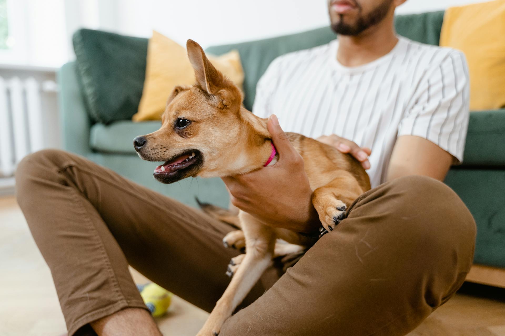 Person Petting a Dog