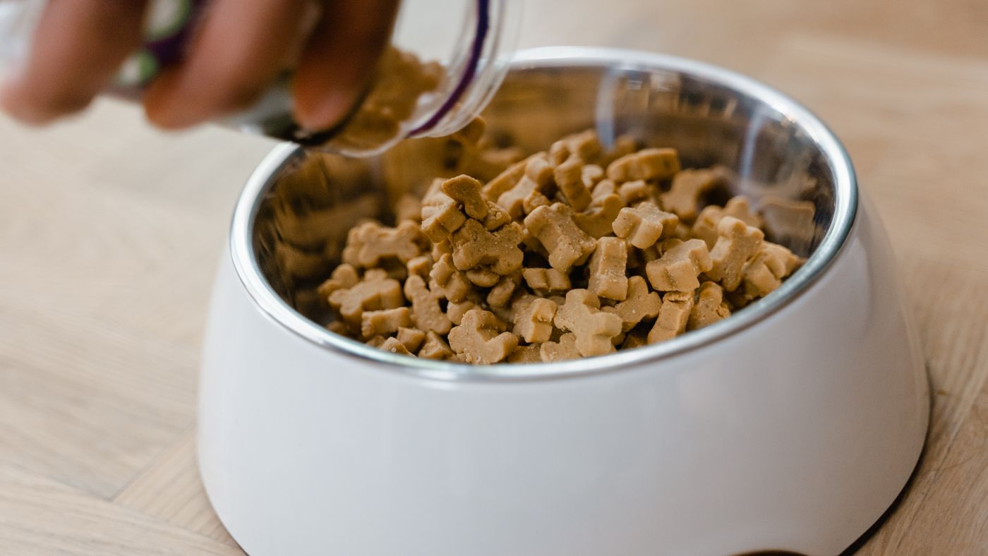 Switching Dog Food Slowly: Why the Two-Week Method Works
