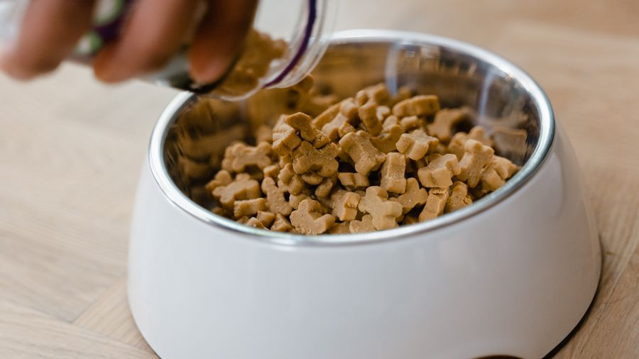 Switching Dog Food Slowly: Why the Two-Week Method Works