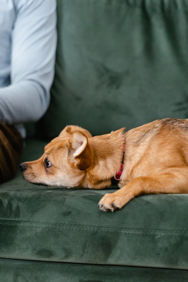 A Dog Resting On The Couch