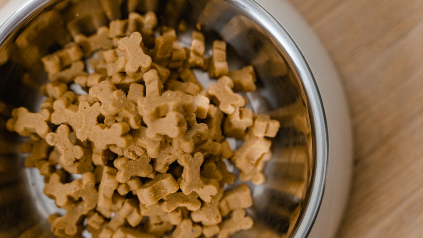 Dry vs Wet Dog Food: A Practical Comparison That Cuts Through the Marketing