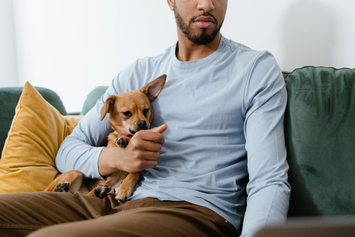 Senior dog being examined gently at home