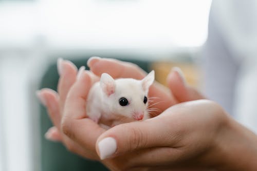 Close-Up Photo of a Person Holding a Cute White Mouse