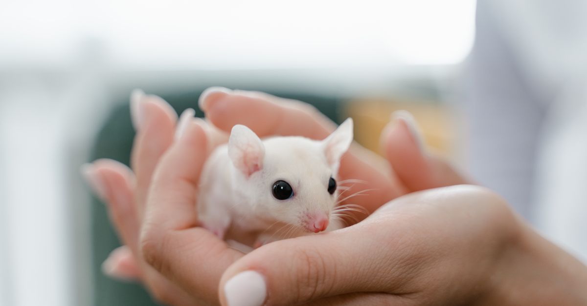 Partial reprogramming extends mouse lifespan in new study