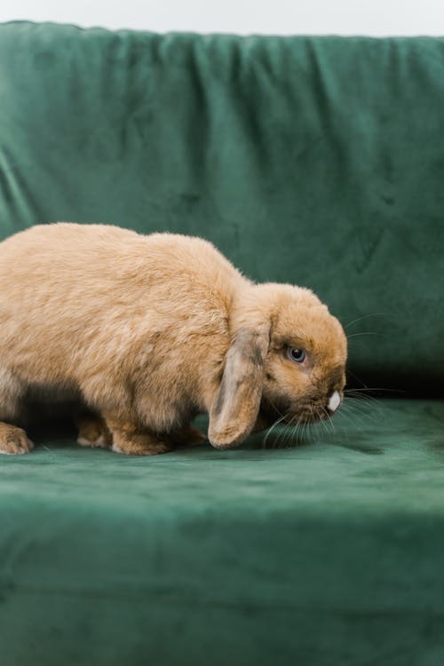 A Rabbit on the Couch