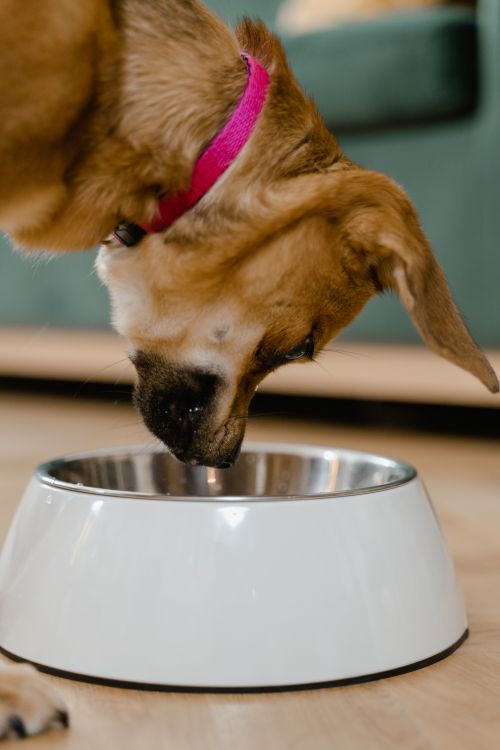 Free A Dog Eating on a Pet Bowl Stock Photo