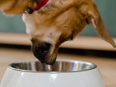 Irish Pure Senior Dog Food