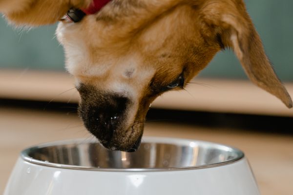 Your Dog Eats On Time β Even When You Can't