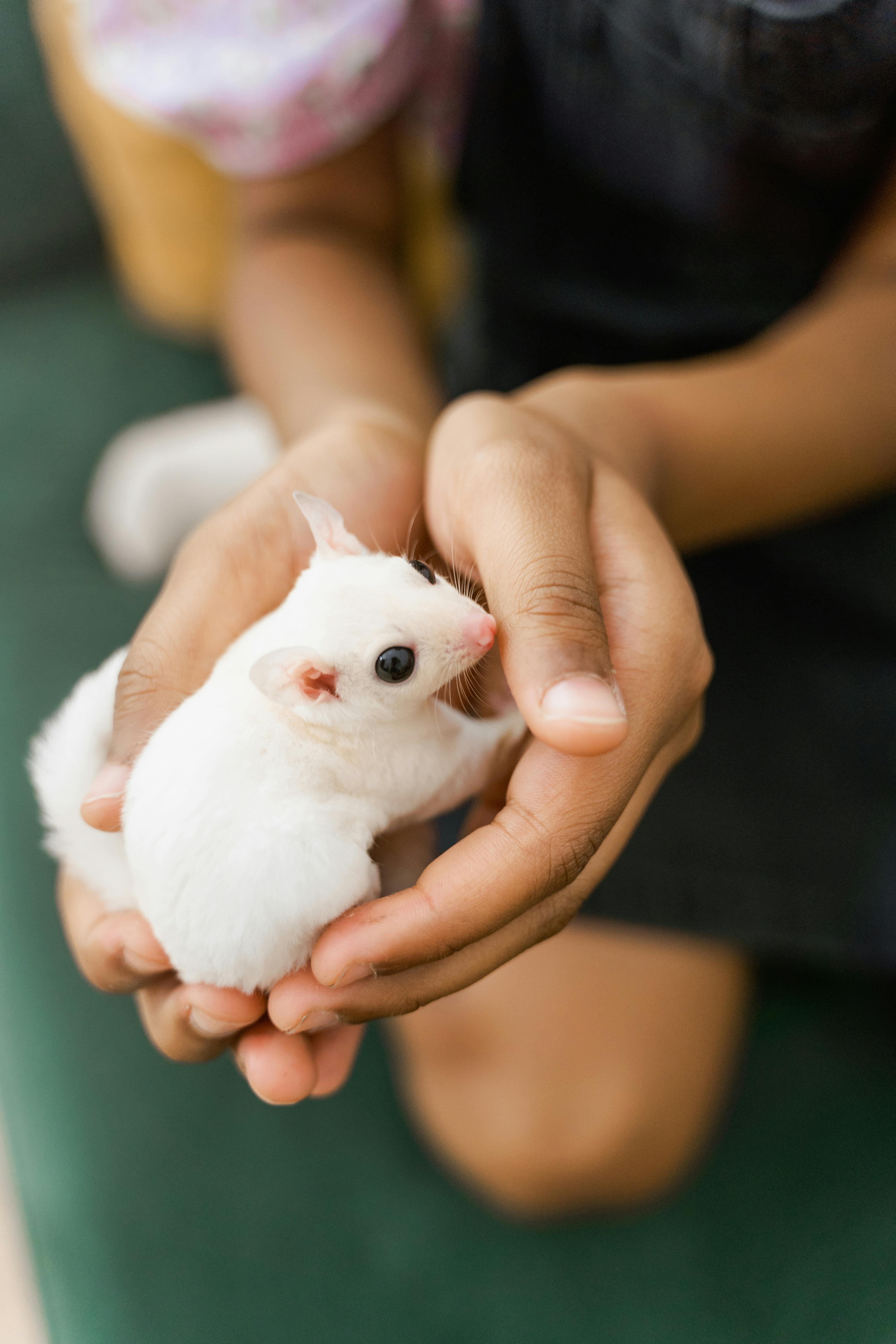 Hamster Käfig Einrichtung