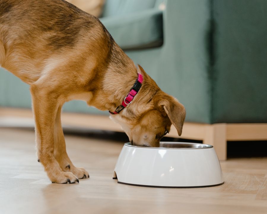 Dog with food