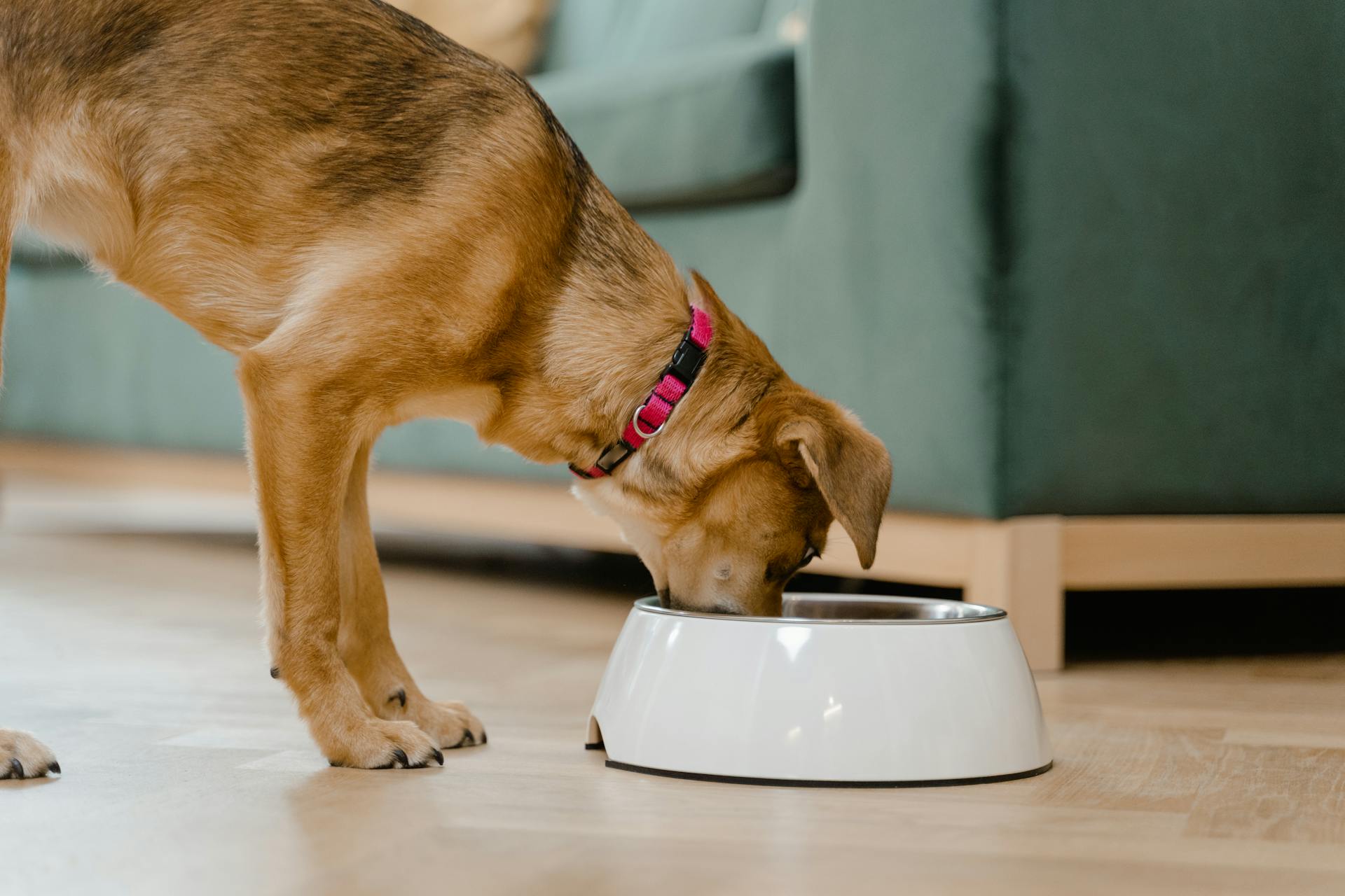 Manger du chien brun