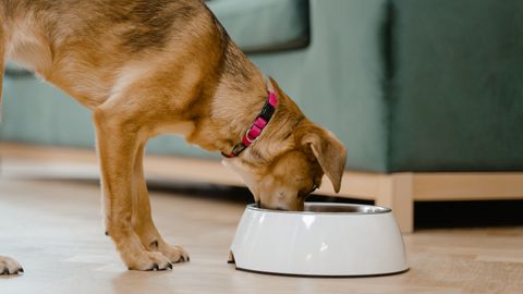 Food for Dogs With Kidney Disease: What to Feed, Compare, and Ask Your Vet